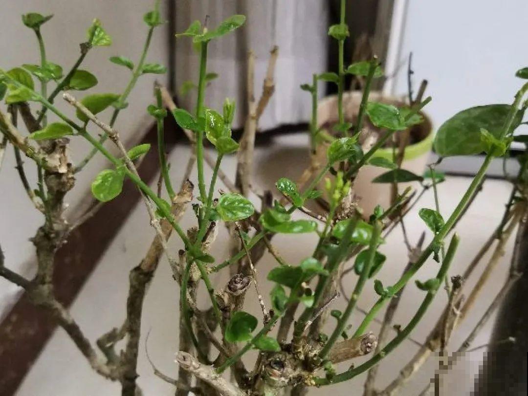 现在开始，这10种花不能剪，剪了开花难！