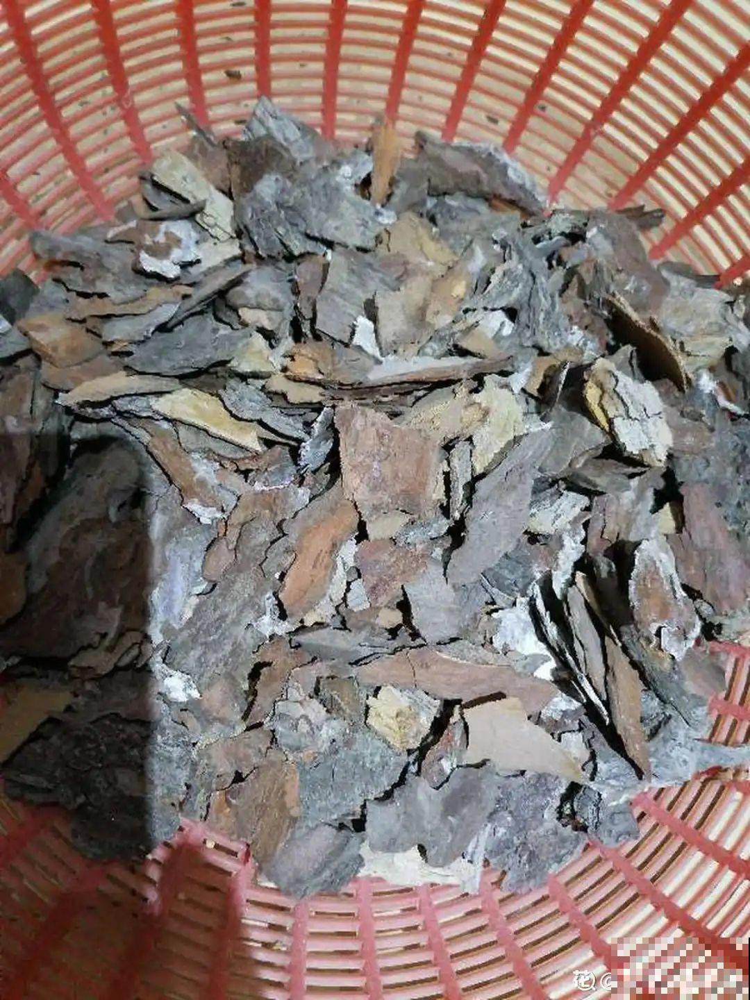 路边捡点松果，开水一烫来养花，透气不烂根！