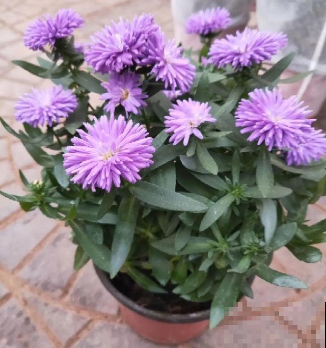 秋天必养的花,开花多气质好,关键还好养! 秋天必养的花,开花多气质好,关键还好养!