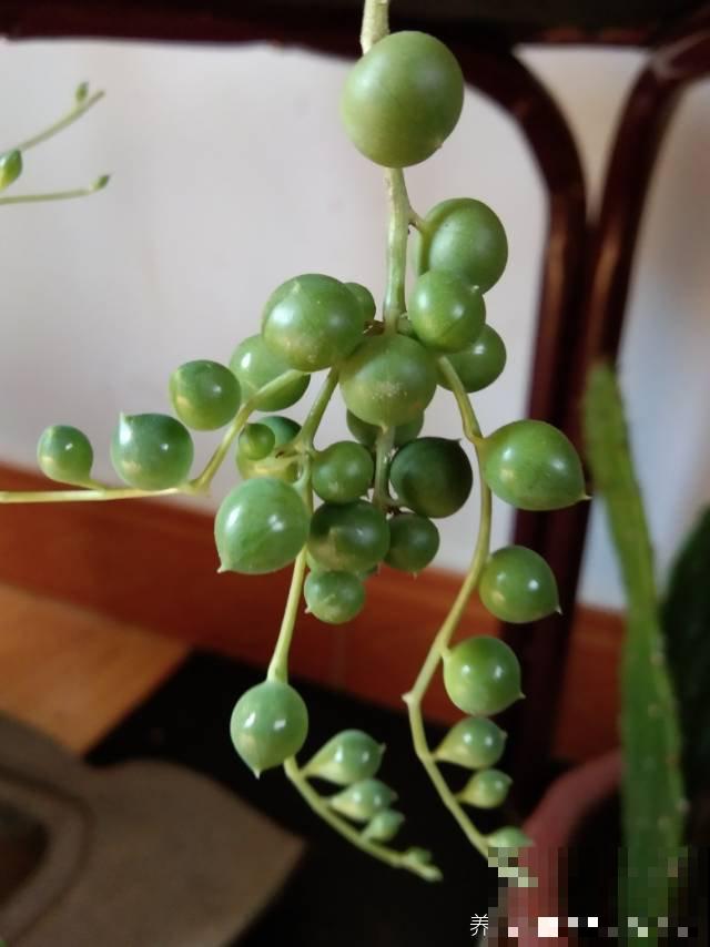 养盆珍珠吊兰,一段枝条平放土上,很快长出嫩根 养盆珍珠吊兰,一段枝条平放土上,很快长出嫩根