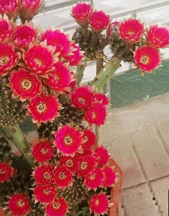 嫁接达人,玉树嫁接长寿上,花友直呼内行! 嫁接达人,玉树嫁接长寿上,花友直呼内行!