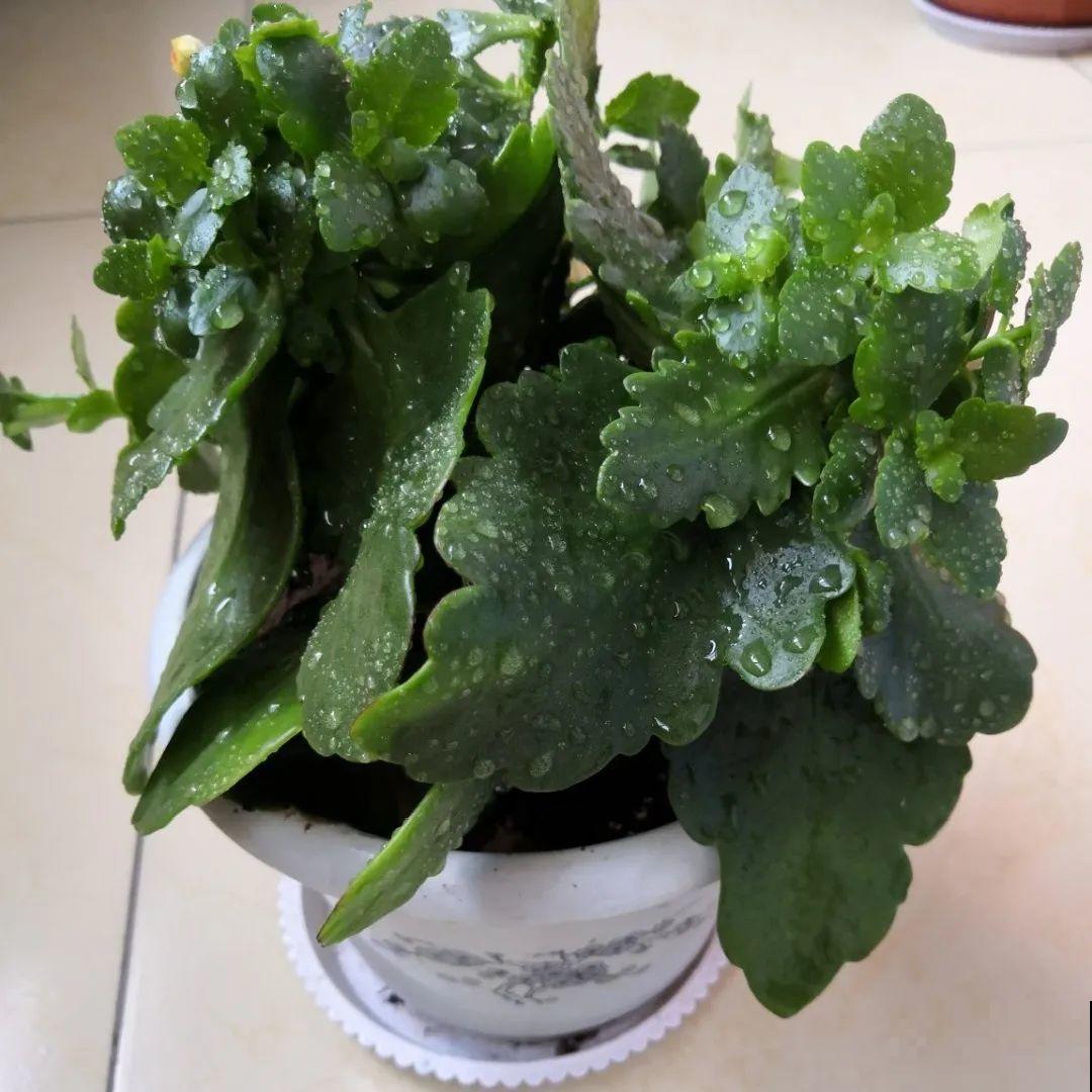 三伏已过,这花可以处理了,晚了错过开花! 三伏已过,这花可以处理了,晚了错过开花!