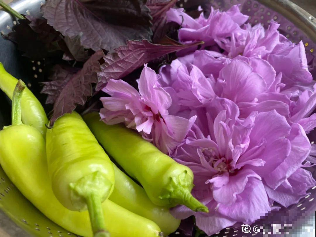 秋天野菜贵如金，赶紧上山挖，很快就老了