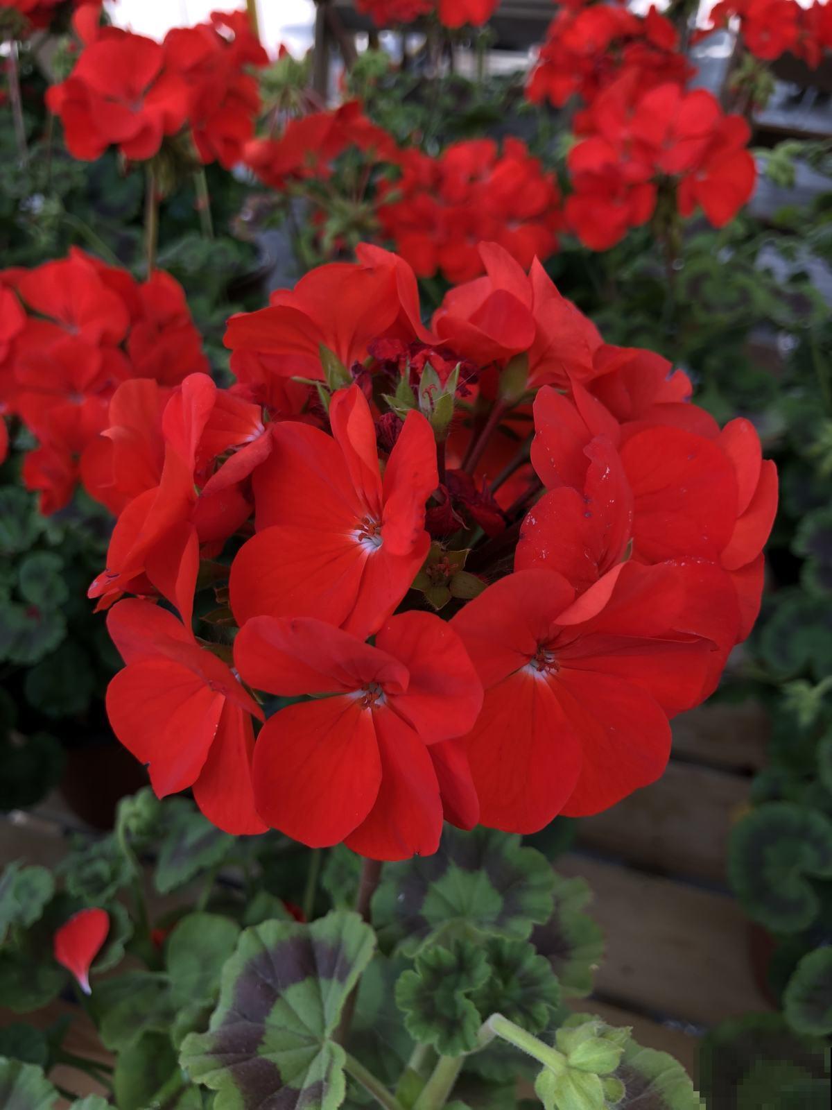 4种香臭香臭的花，长得怪好看，臭到让人捂鼻子！