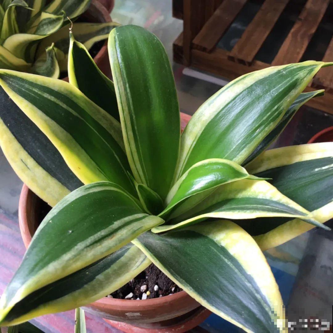 看图猜花名，100道题，测你的养花天分！