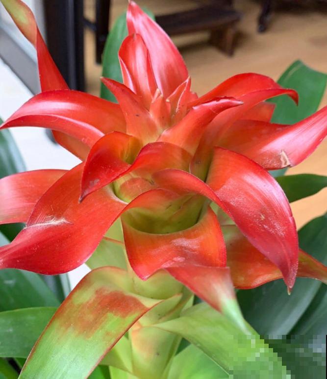 花市这种花是一次性的,开完花就死,可以扔掉了! 花市这种花是一次性的,开完花就死,可以扔掉了!