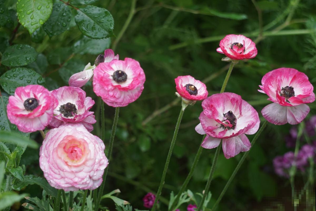 路边的小草花，挖回家种1盆，半年爆出10盆