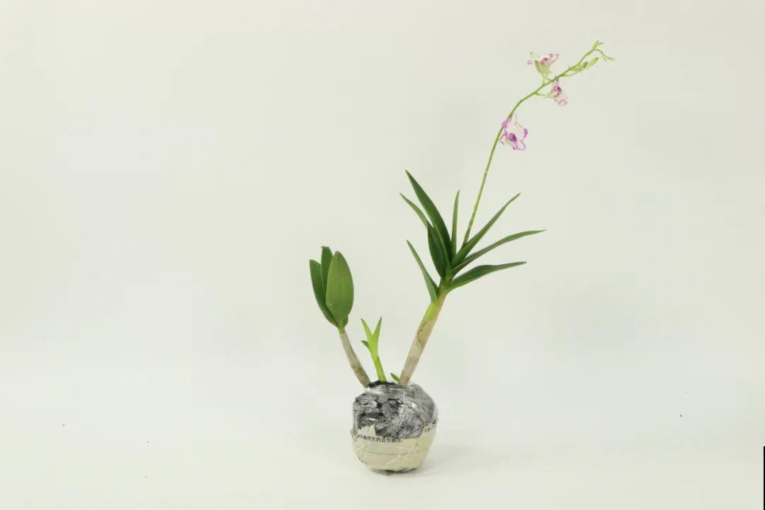 1种花名字美翻天，开花时间长，花量超大