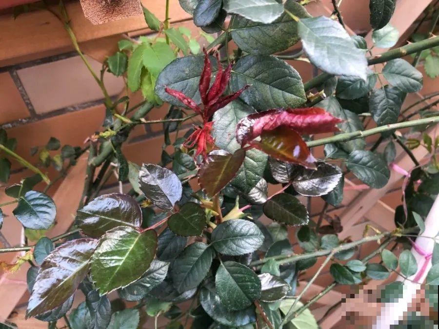 月季秋天这么养,长得快,狂冒芽,开花直到冬天! 月季秋天这么养,长得快,狂冒芽,开花直到冬天!