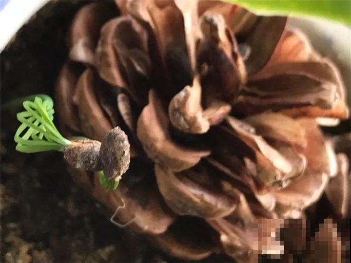 西红柿、玉米……埋土里，7天长成小森林，结出果子一大筐！