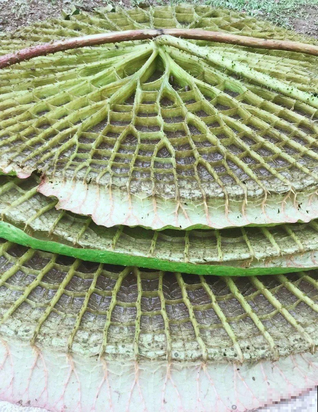 比人还大的植物叶,感受一下来自大自然的神奇! 比人还大的植物叶,感受一下来自大自然的神奇!