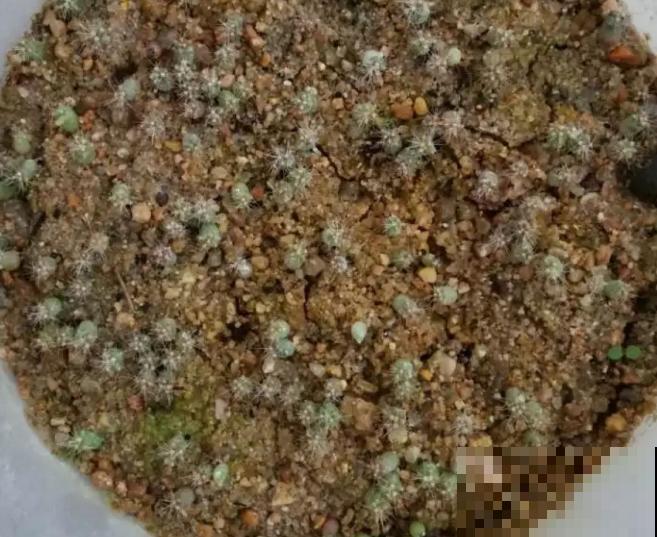 开花的仙人球,刷一下、结籽千千万,撒土里冒一盆苗! 开花的仙人球,刷一下、结籽千千万,撒土里冒一盆苗!