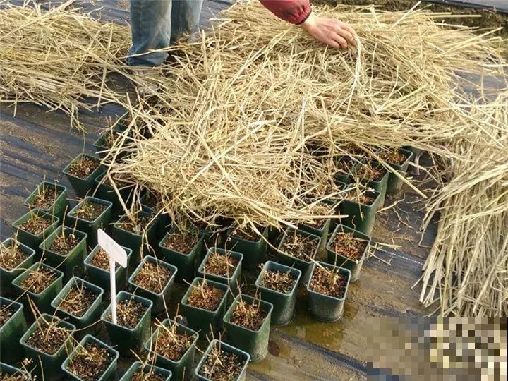 秋天养铁线莲，沾土就活，零下20度冻不死！