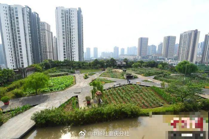 重庆一家企业,楼顶用来种菜养花,佩服! 重庆一家企业,楼顶用来种菜养花,佩服!