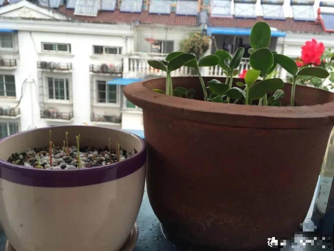 西红柿、玉米……埋土里，7天长成小森林，结出果子一大筐！