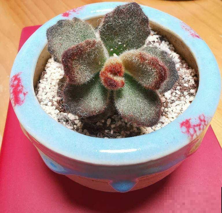 养这5种可爱绿植,毛茸茸的,绿植界萌宠担当! 养这5种可爱绿植,毛茸茸的,绿植界萌宠担当!