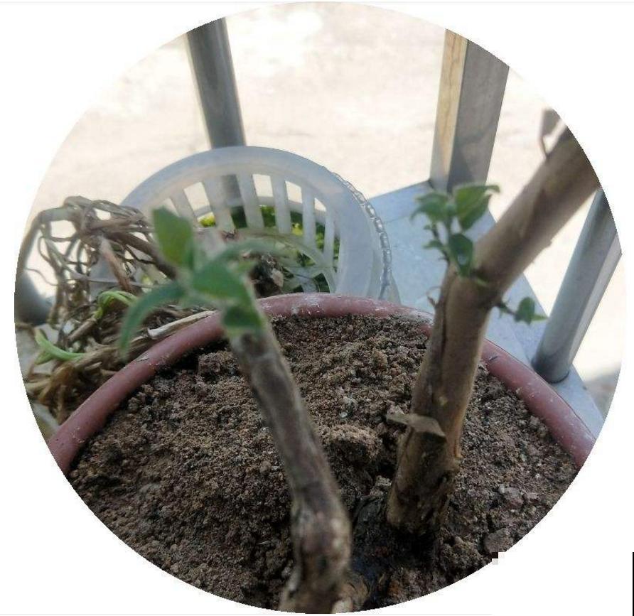 小众盆栽云南铁皮，把“黄金”种到家里，值大了！