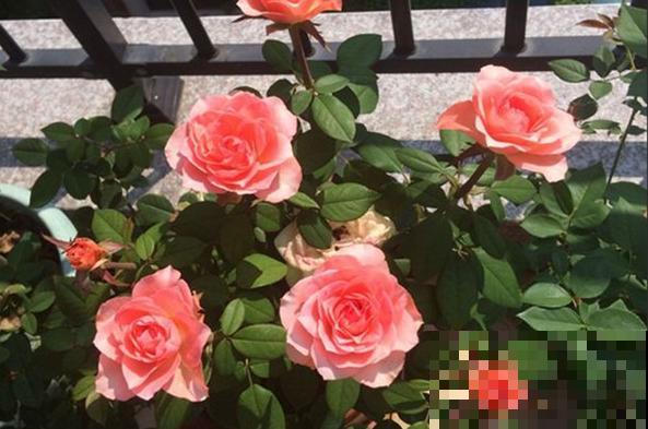 永远系列月季,个个都是经典品种,养一次就上瘾! 永远系列月季,个个都是经典品种,养一次就上瘾!