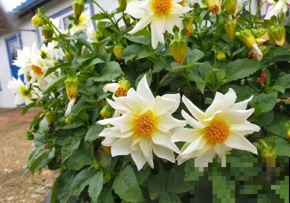 白色蜀葵竟被拦腰折断,说是因为颜色不吉利,真无语! 白色蜀葵竟被拦腰折断,说是因为颜色不吉利,真无语!