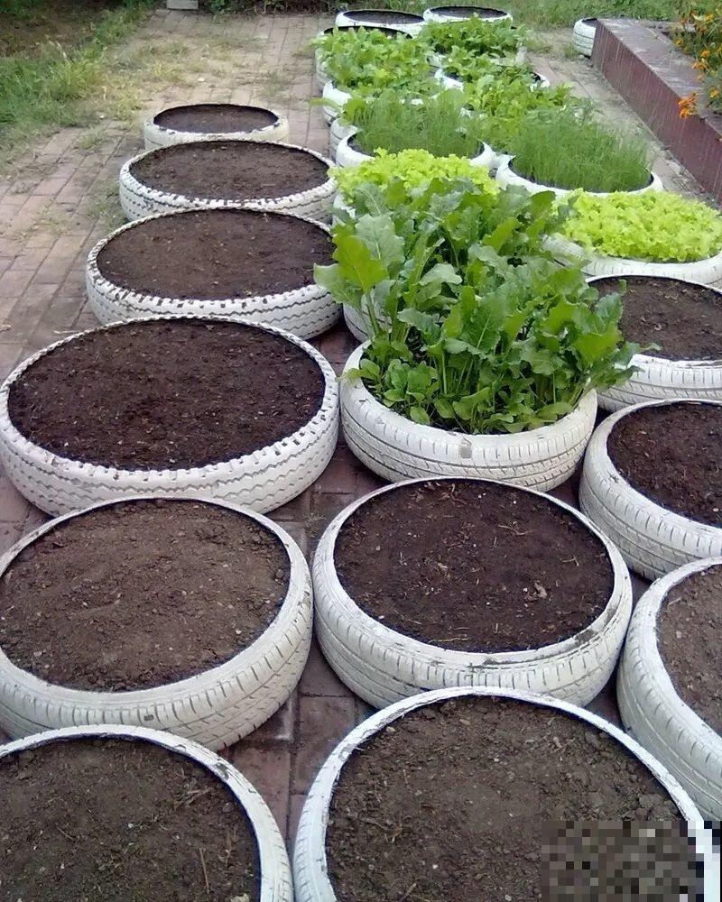 把菜种自家墙上,多得吃不完,太震撼 把菜种自家墙上,多得吃不完,太震撼