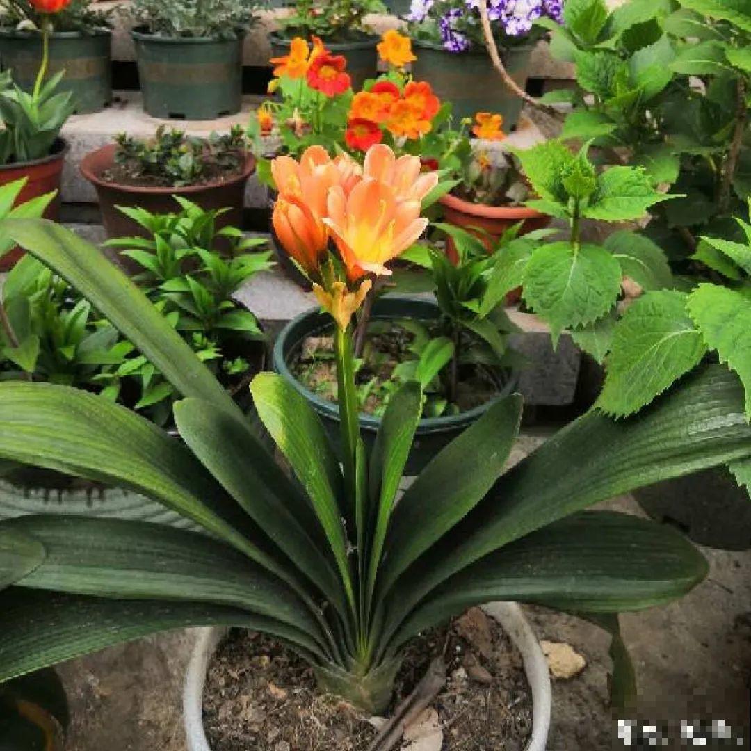 现在开始，这10种花不能剪，剪了开花难！