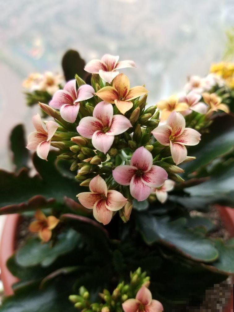 家里只有背阴阳台,又想养开花植物,种这5种植物就对了! 家里只有背阴阳台,又想养开花植物,种这5种植物就对了!