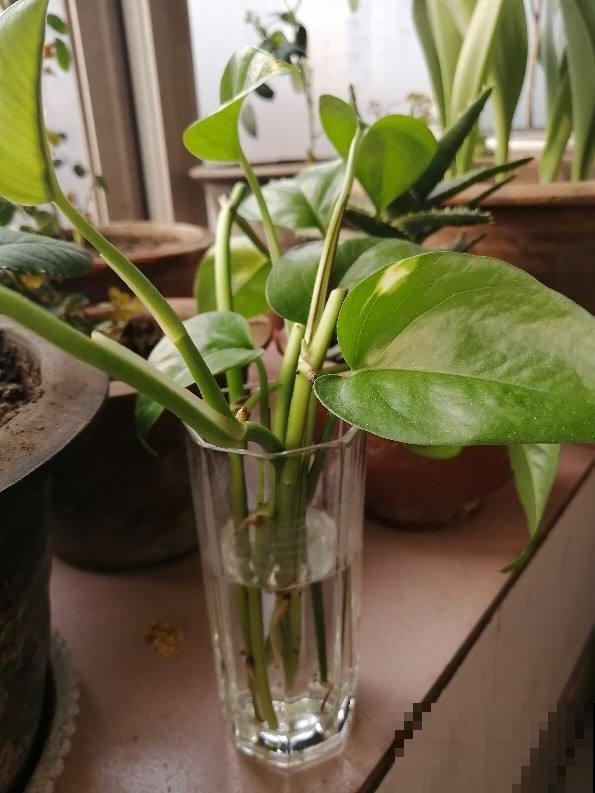 小海绵作用大,剪一刀插枝条,扦插蹭蹭冒白根 小海绵作用大,剪一刀插枝条,扦插蹭蹭冒白根