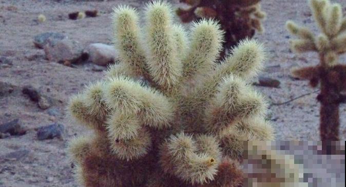 天生长毛的多肉，叶子毛绒绒，比玩具熊还可爱