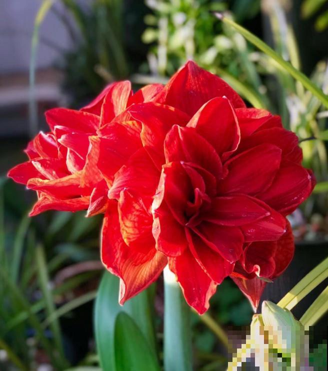 为什么朱顶红要休眠?因为不休眠,很可能不开花! 为什么朱顶红要休眠?因为不休眠,很可能不开花!