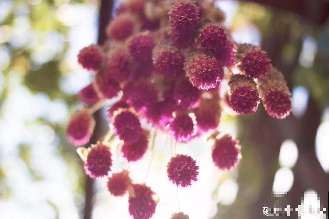 9月生日花，又美又香，寓意极好！