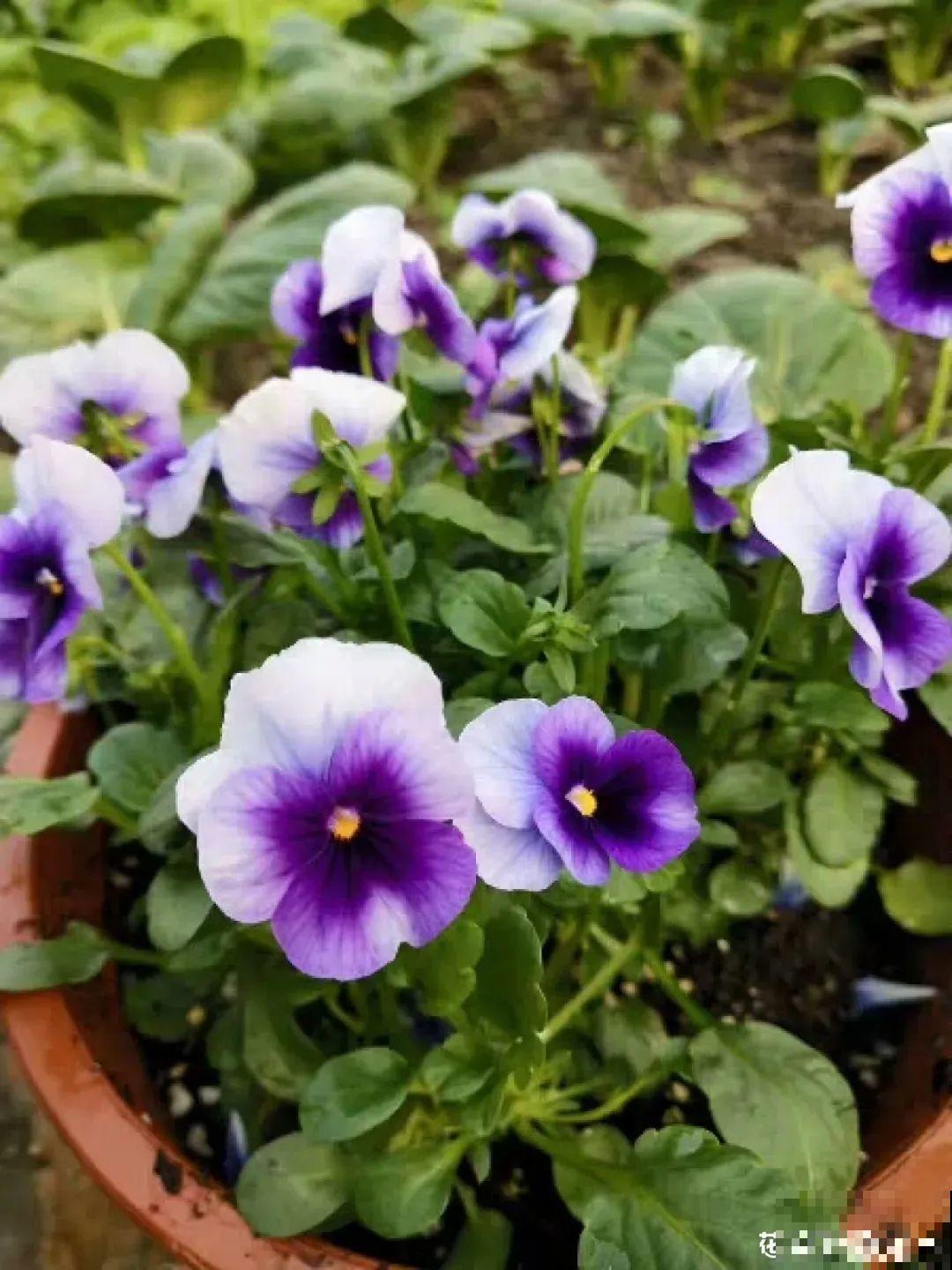 三色堇简直是开花机器,一盆能开3个色,阳台开出花彩虹! 三色堇简直是开花机器,一盆能开3个色,阳台开出花彩虹!