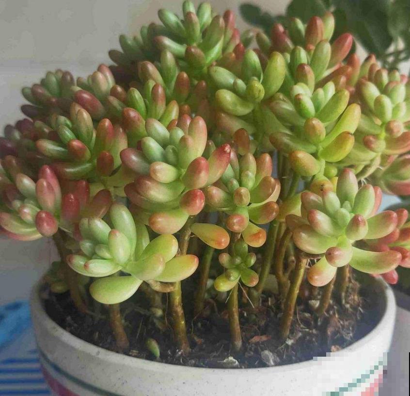 彩虹之玉这么养,肉嘟嘟,肥嫩嫩,红彤彤! 彩虹之玉这么养,肉嘟嘟,肥嫩嫩,红彤彤!