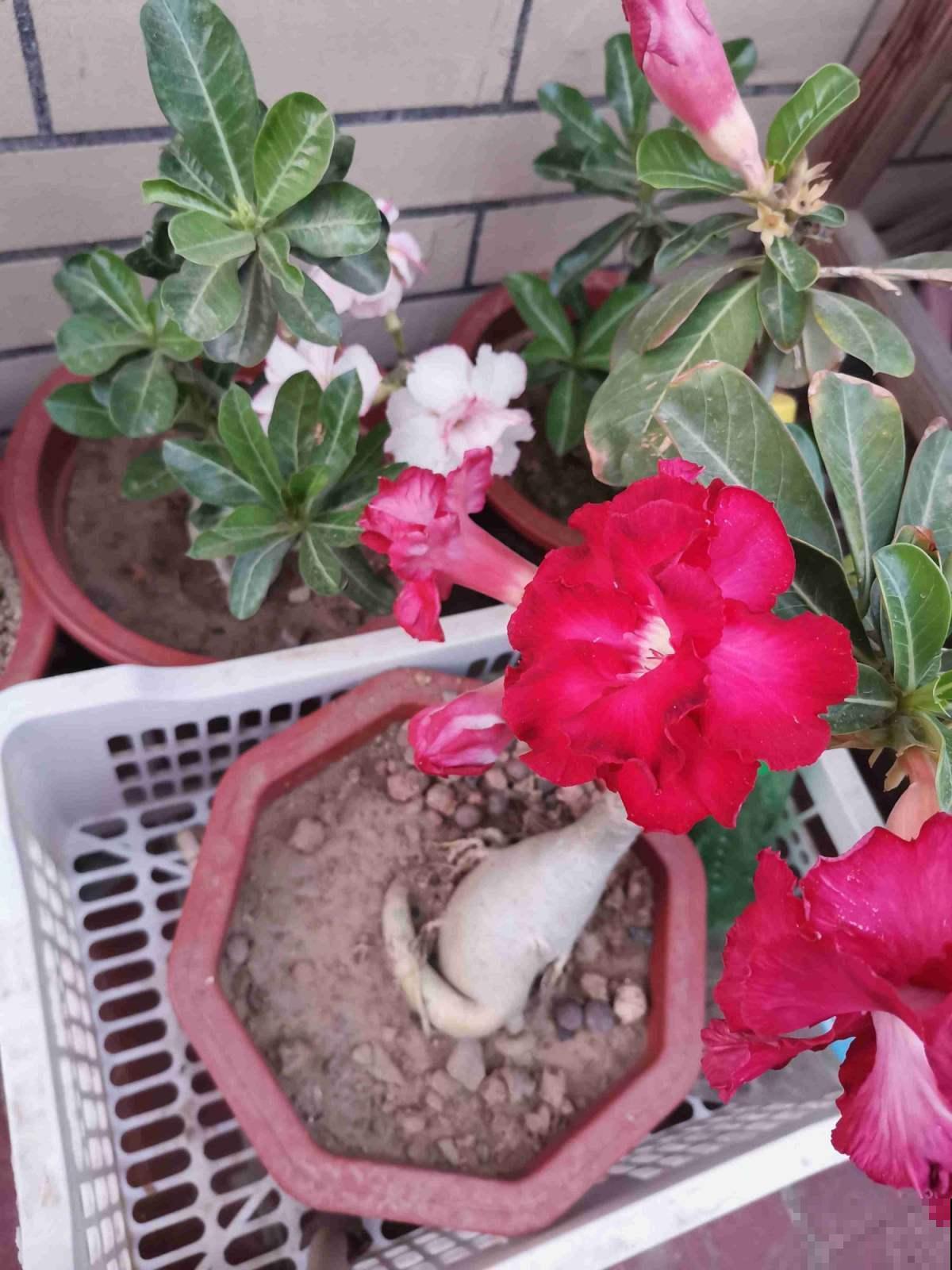 超耐旱的沙漠玫瑰,肚大花美,你值得拥有哦! 超耐旱的沙漠玫瑰,肚大花美,你值得拥有哦!