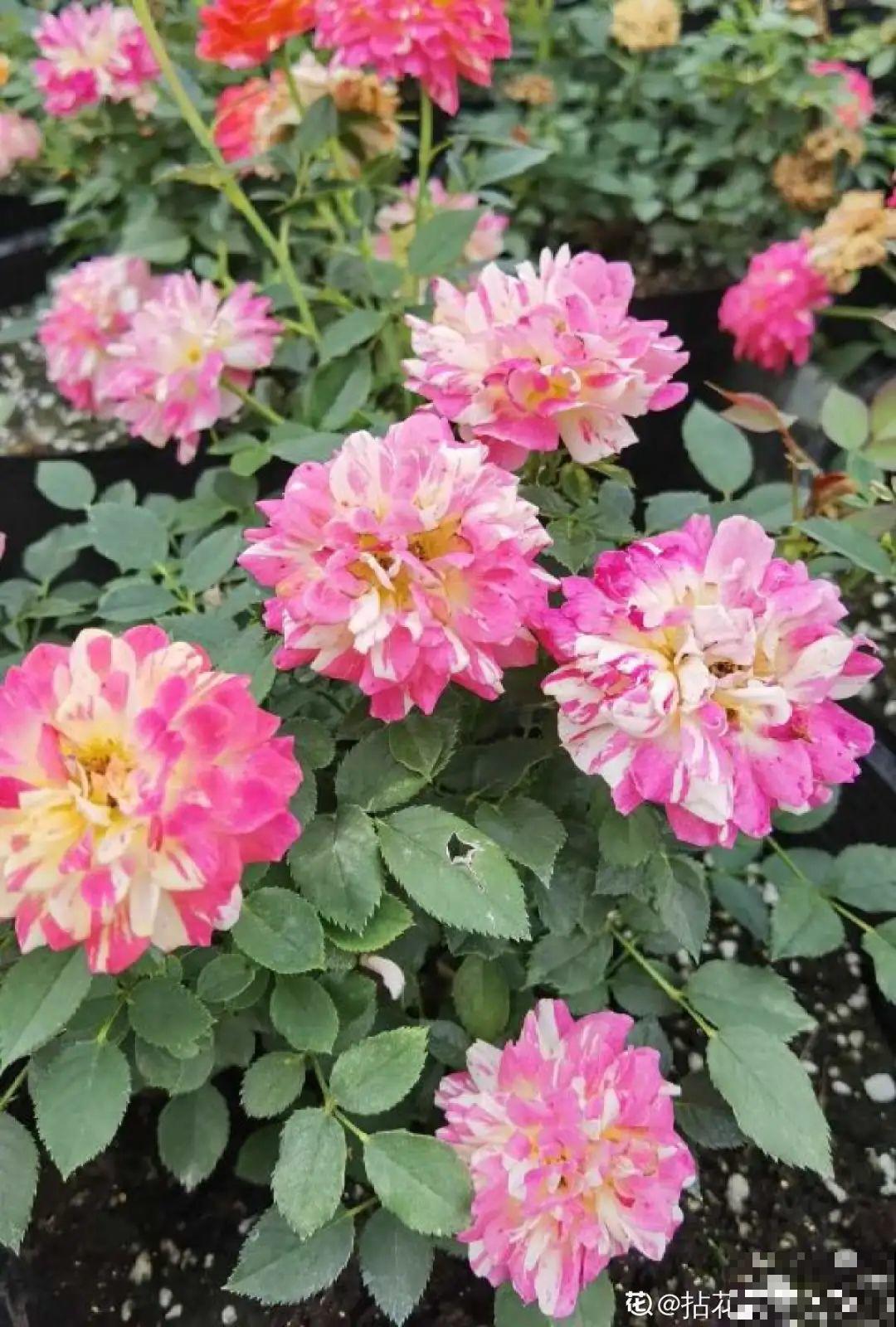 卧室养花要警惕，选不对，让你整夜睡不着！