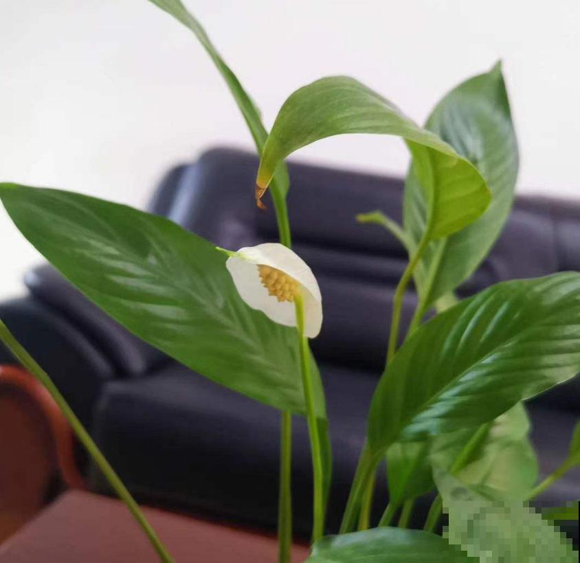 白鹤芋,净化能力特好,种在卧室轻松好梦! 白鹤芋,净化能力特好,种在卧室轻松好梦!