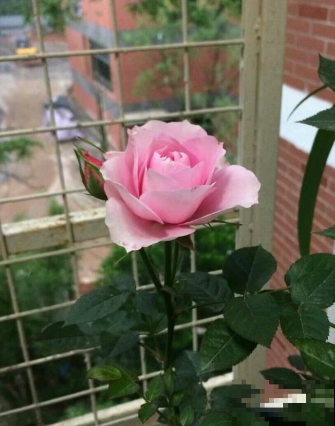 她家的花一开，就赶紧画成水彩画，比真花还美！