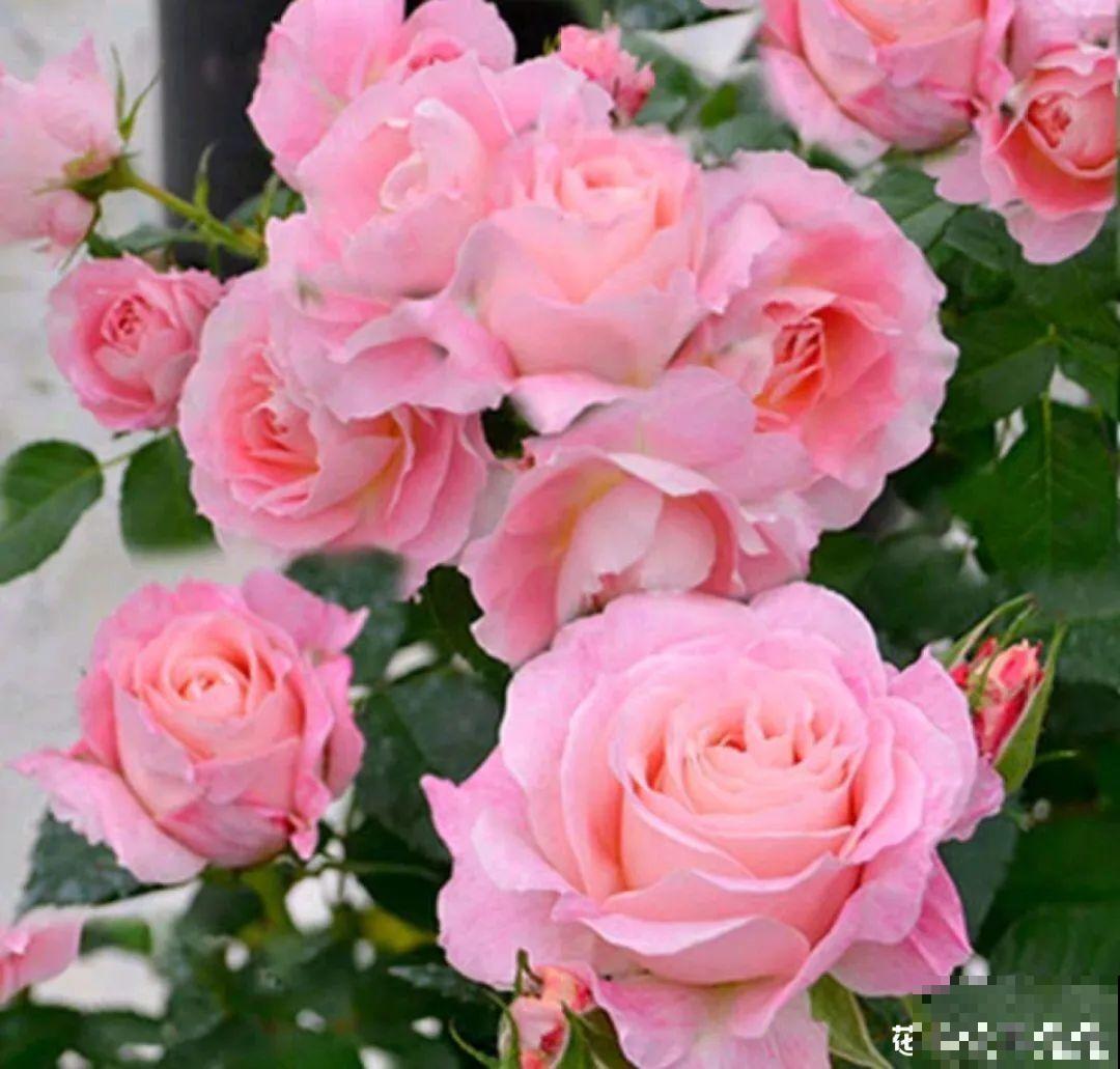 10种“好运花”，中国人最爱养，图个吉祥如意！