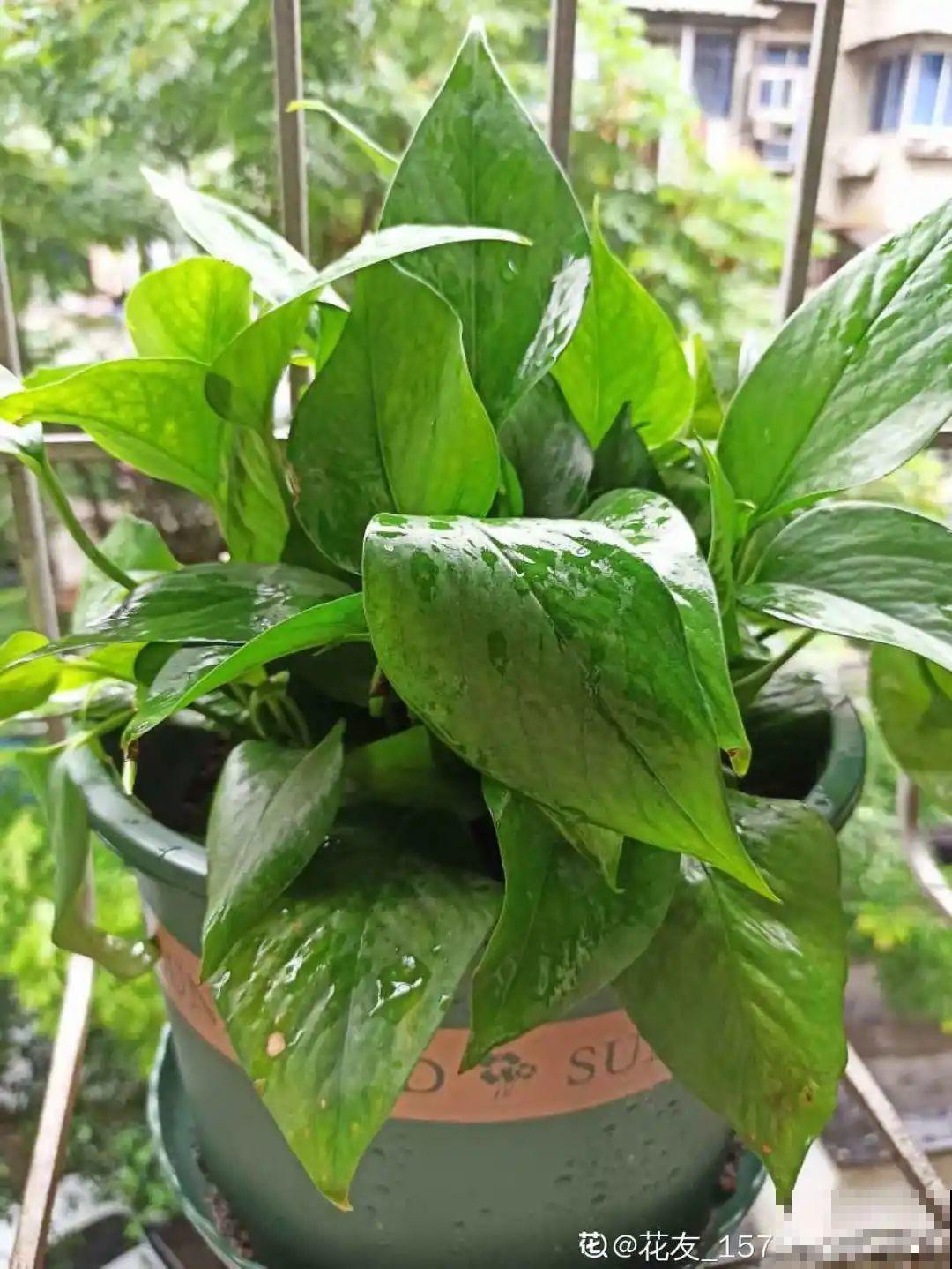 9月施肥季,这花赶紧贴秋膘,才能爆开花! 9月施肥季,这花赶紧贴秋膘,才能爆开花!