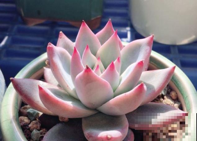 多肉叶插方法详解,一片叶子,就能让你变大户! 多肉叶插方法详解,一片叶子,就能让你变大户!