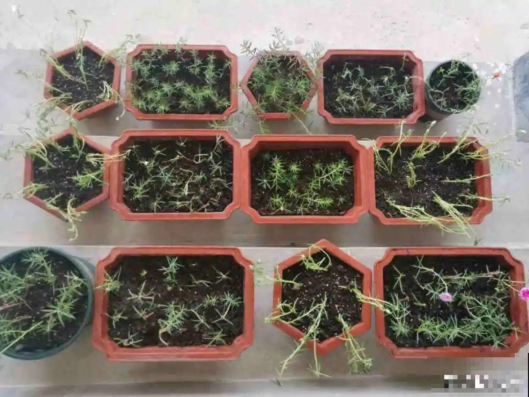 8种花,养小不养老,越老开花越少! 8种花,养小不养老,越老开花越少!