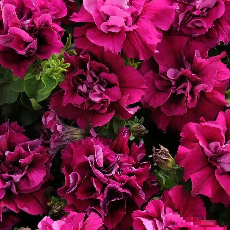 立秋后就养它，下个月爆盆，开花5、6次！