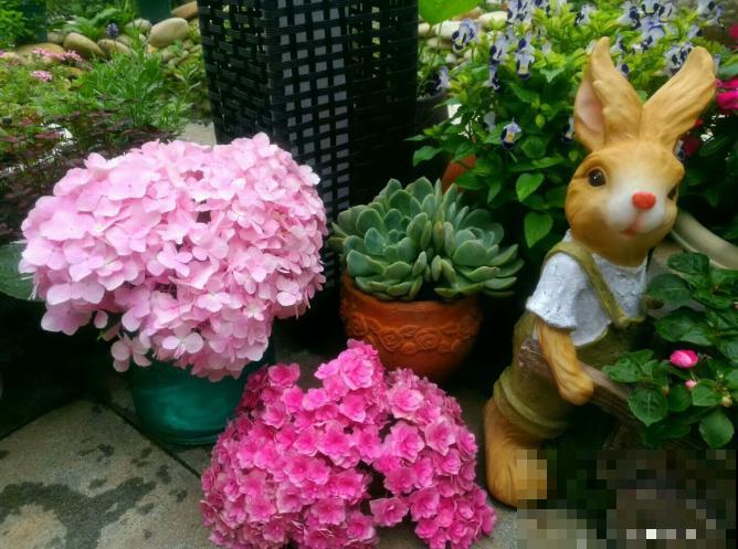 生活在于折腾，养花就是无休止的折腾，并且乐此不疲！