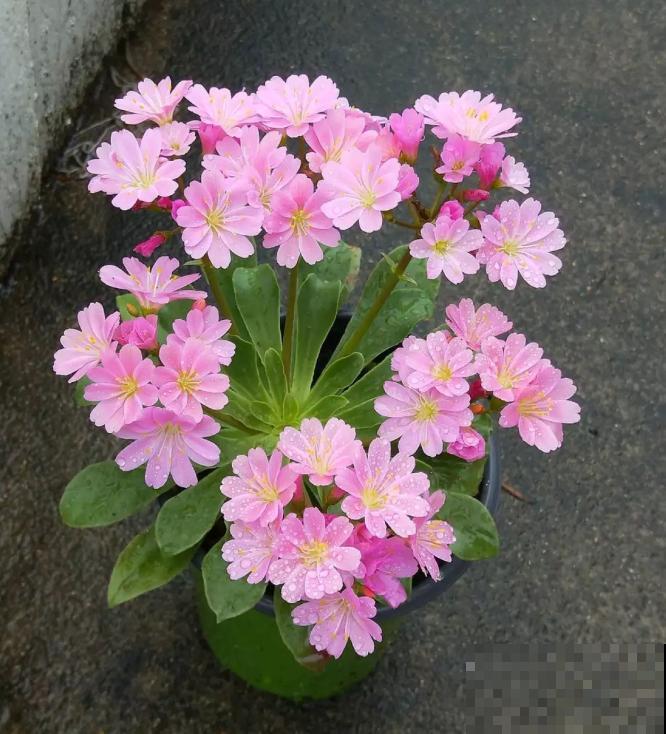 都说多肉开花要剪掉,这种多肉千万别剪,看的就是花! 都说多肉开花要剪掉,这种多肉千万别剪,看的就是花!