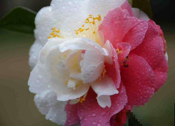 这些花都有一个共同的品种名,买花时,不要搞混了! 这些花都有一个共同的品种名,买花时,不要搞混了!