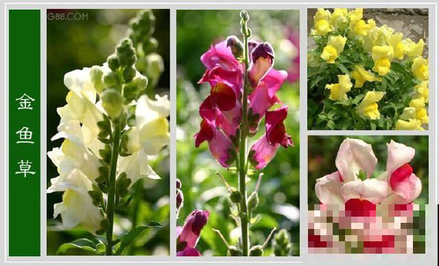 最齐全的《百花图谱》,珍藏起来,路边花都能叫上名! 最齐全的《百花图谱》,珍藏起来,路边花都能叫上名!