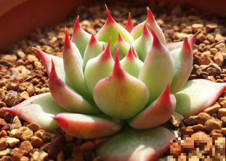 封闭小阳台，适合养这8种多肉，上色快、爆盆容易！