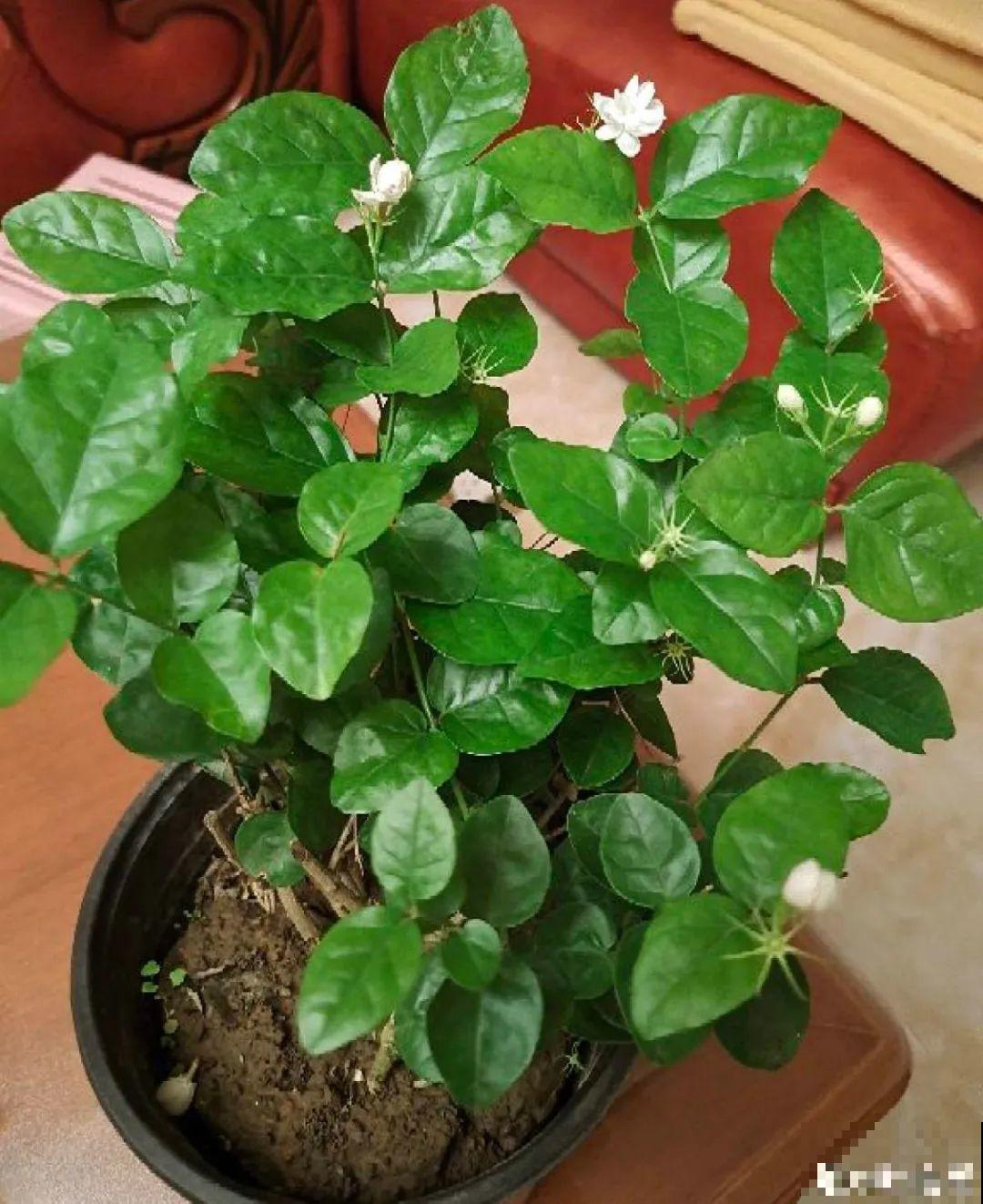 三伏已过,这花可以处理了,晚了错过开花! 三伏已过,这花可以处理了,晚了错过开花!