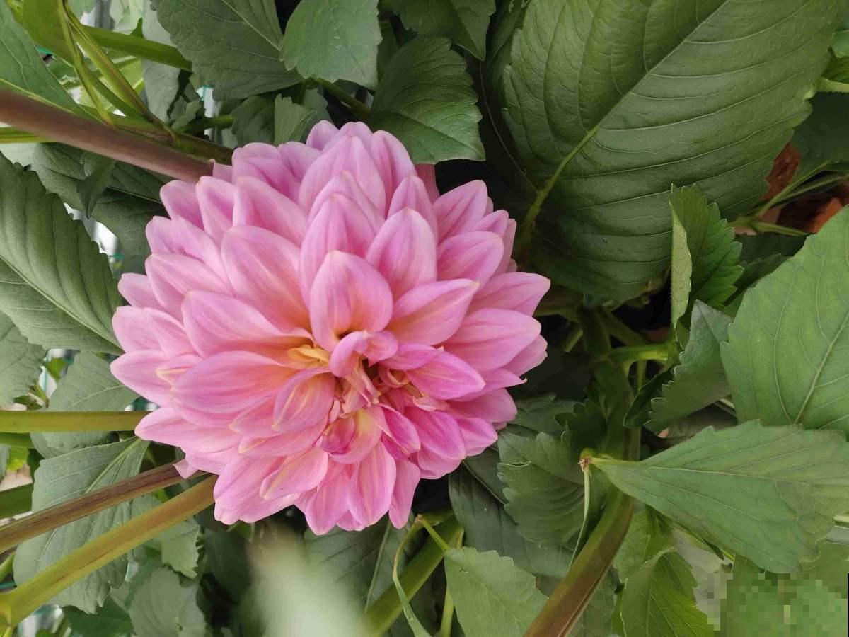 看惯了小花朵,养这5种花,开花大气惹人爱! 看惯了小花朵,养这5种花,开花大气惹人爱!