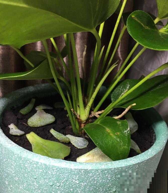 多肉叶插方法详解,一片叶子,就能让你变大户! 多肉叶插方法详解,一片叶子,就能让你变大户!