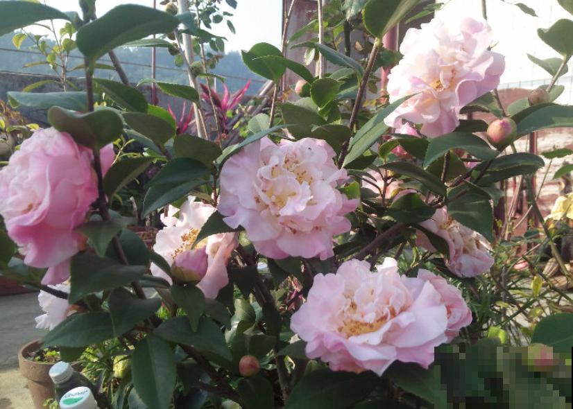 5种花不怕冷，现在种一盆，秋冬春三季有花看！